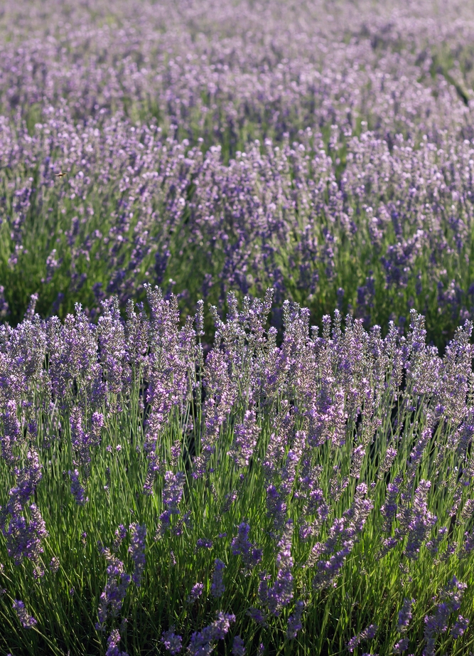 Lavendel – Warum sein Duft den Sommer wie kaum eine andere Pflanze prägt