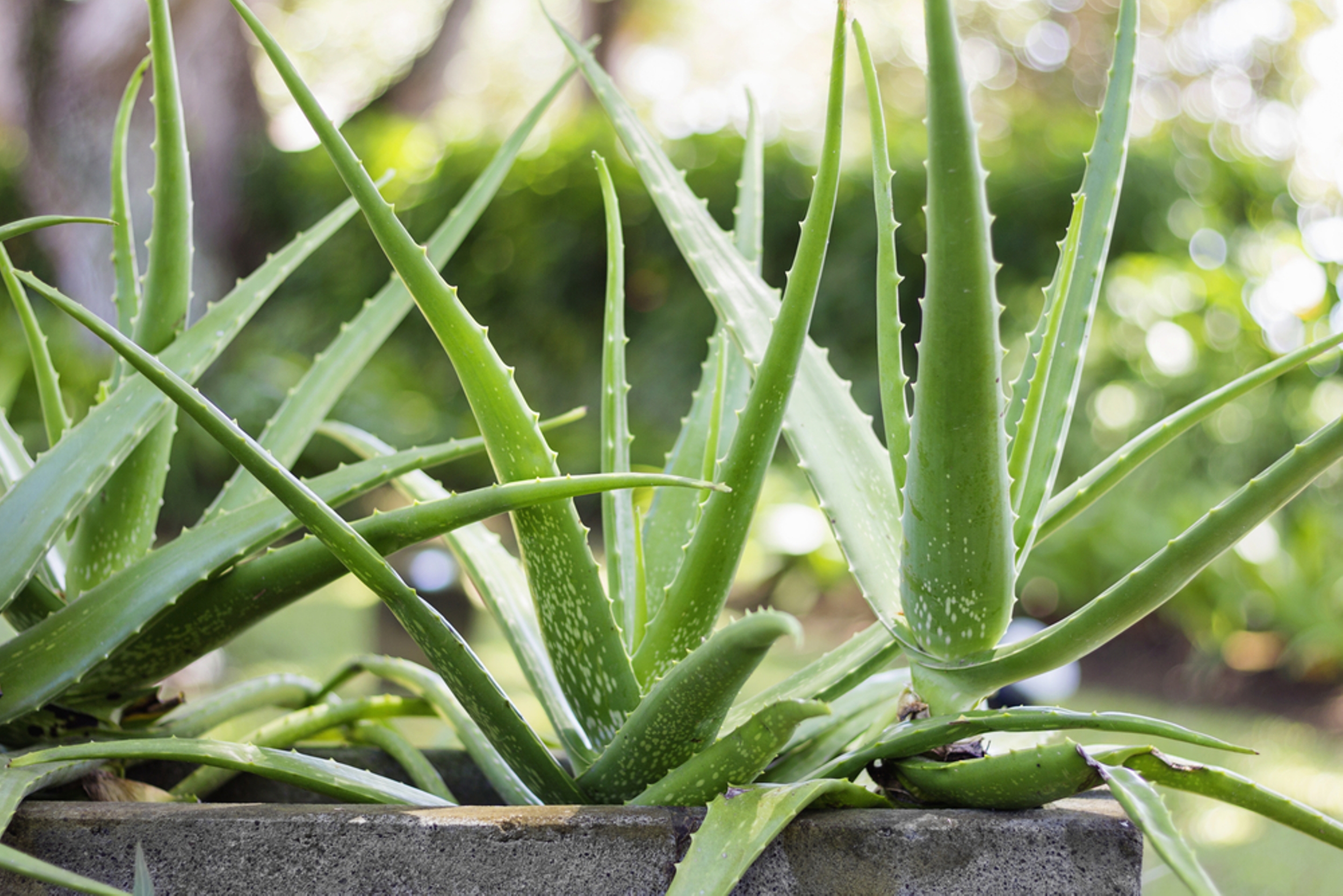 Die vielseitige Aloe Vera – Warum sie seit Jahrhunderten zu den beliebtesten Heil- und Zimmerpflanzen der Welt gehört